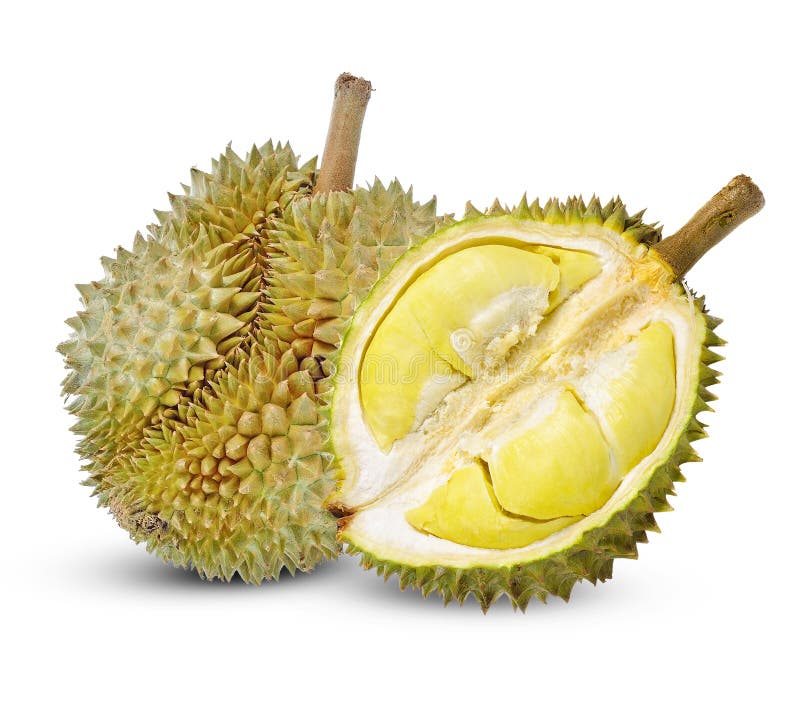 Durian isolated on white background stock image