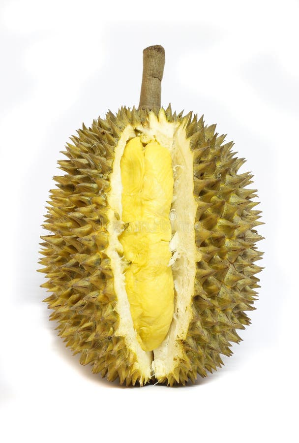 Durian isolated royalty free stock photos