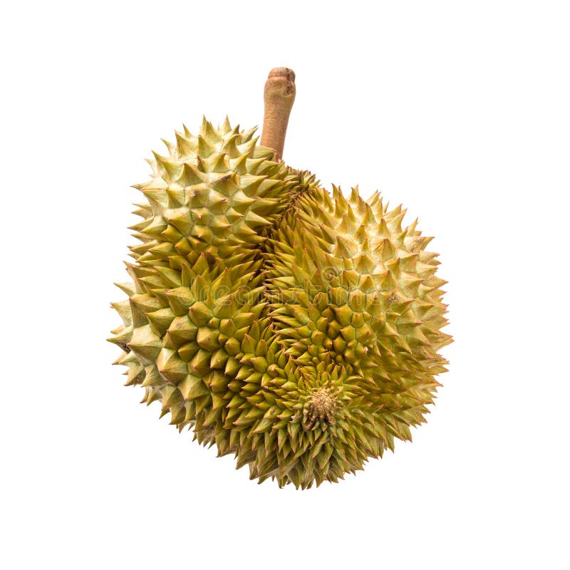 Durian isolated on white background royalty free stock image
