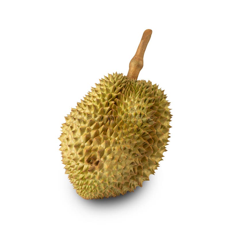 Durian isolated on white background with clipping path, full depth of field. stock photo