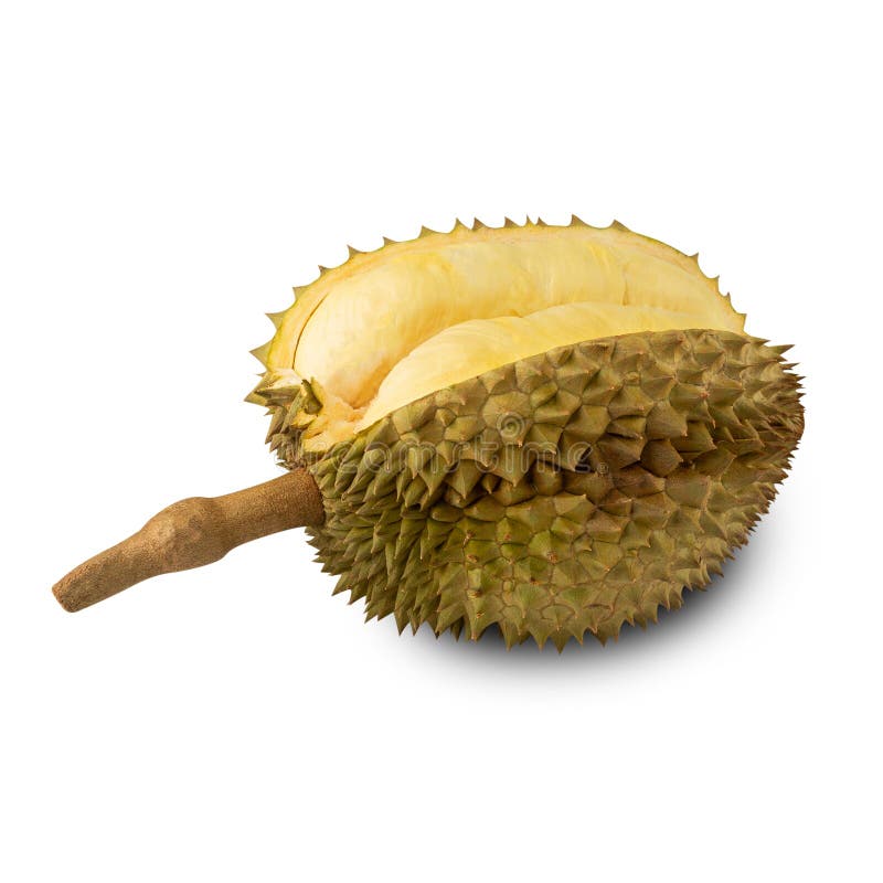 Durian isolated on white background with clipping path, full depth of field. royalty free stock photo