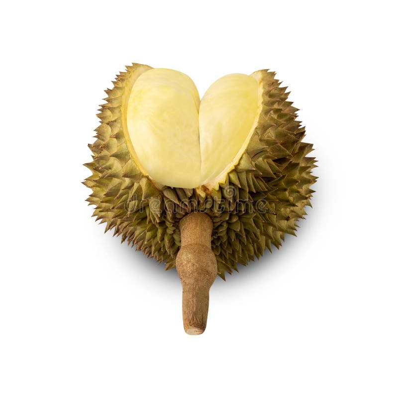 Durian isolated on white background with clipping path, full depth of field.