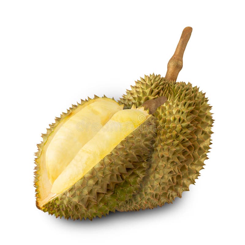 Durian isolated on white background with clipping path, full depth of field. royalty free stock image