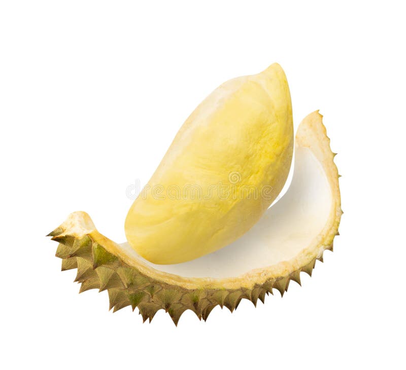 Durian isolated on white background with clipping path, full depth of field. stock image