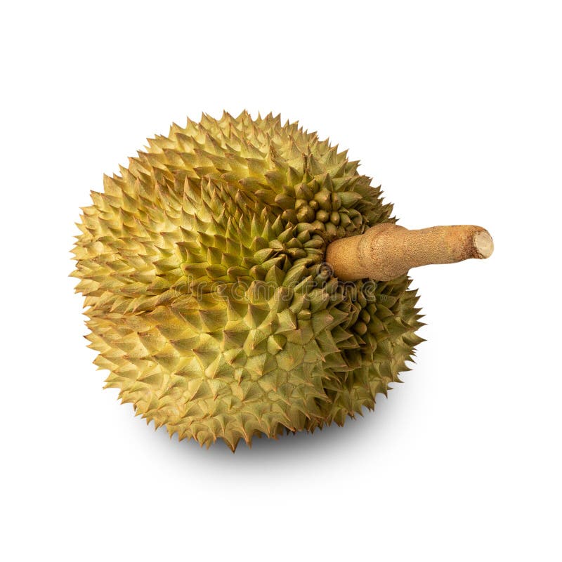 Durian isolated on white background with clipping path, full depth of field. royalty free stock photography