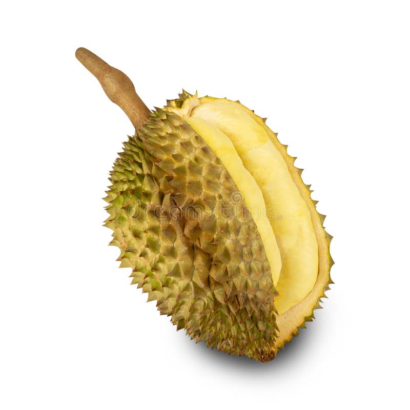 Durian isolated on white background with clipping path, full depth of field. stock image