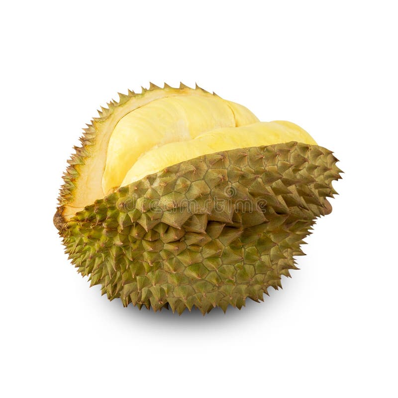Durian isolated on white background with clipping path, full depth of field. stock images