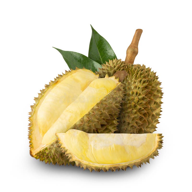 Durian isolated on white background with clipping path, full depth of field. royalty free stock images