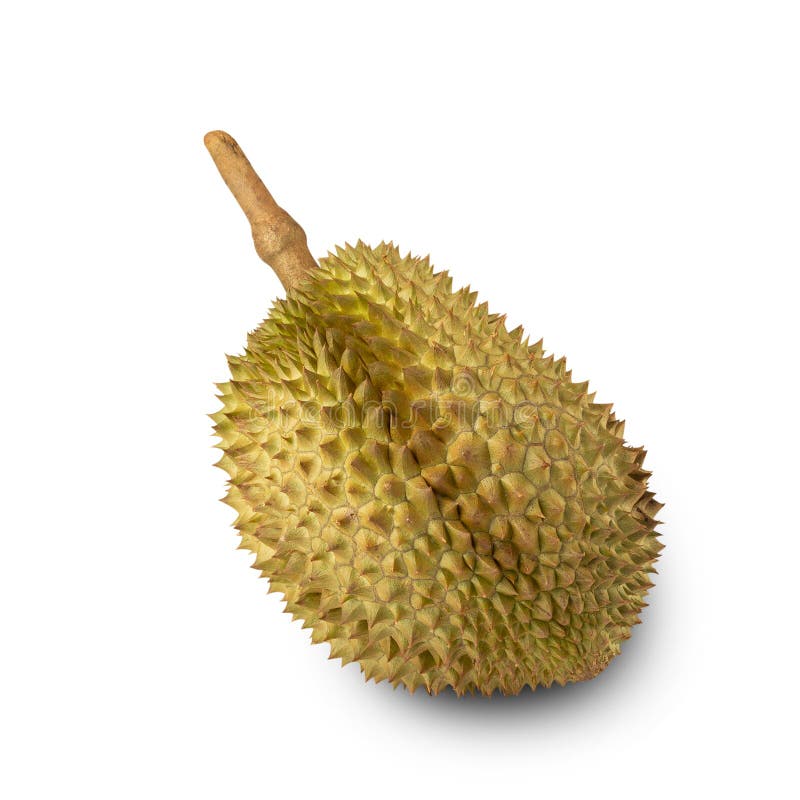Durian isolated on white background with clipping path, full depth of field. royalty free stock photo