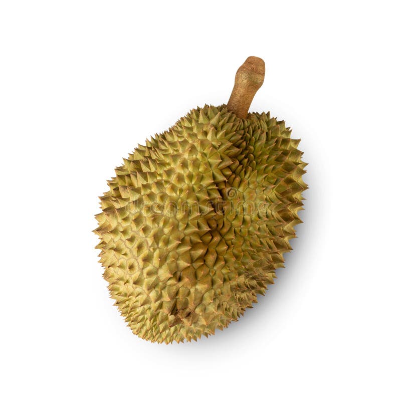 Durian isolated on white background with clipping path, full depth of field. stock photo
