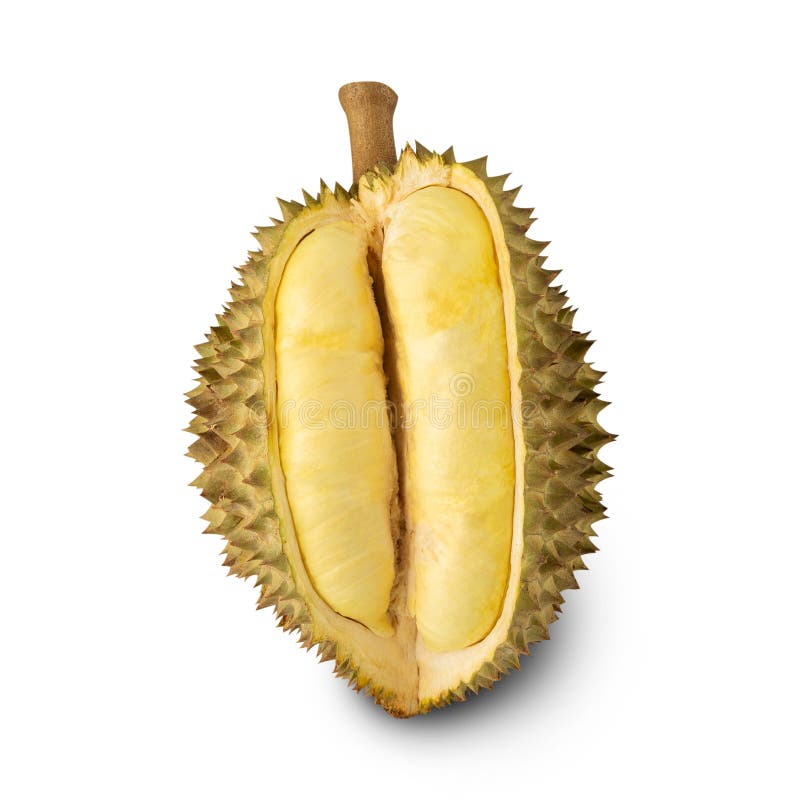 Durian isolated on white background with clipping path, full depth of field. royalty free stock photos