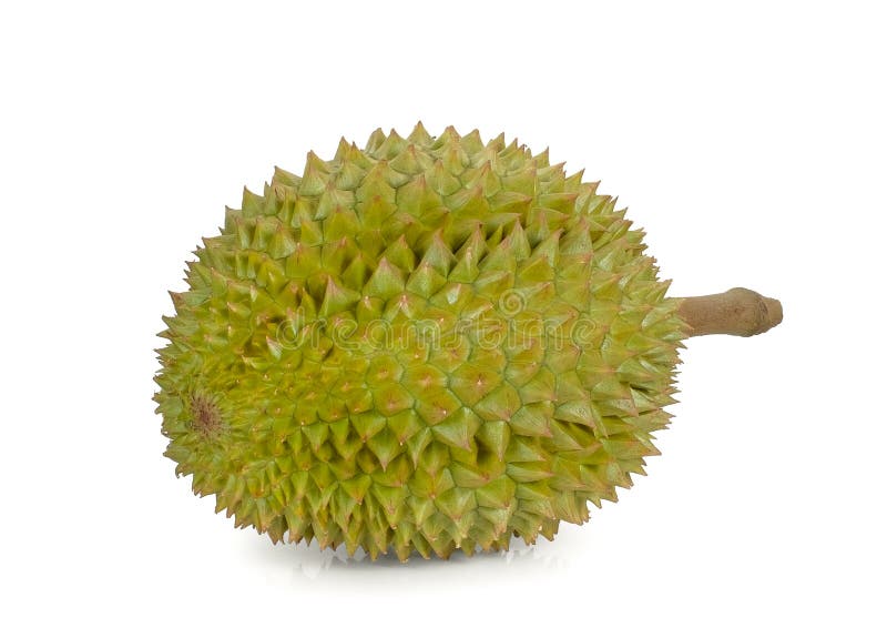 Durian isolated on white background, king of fruits stock images