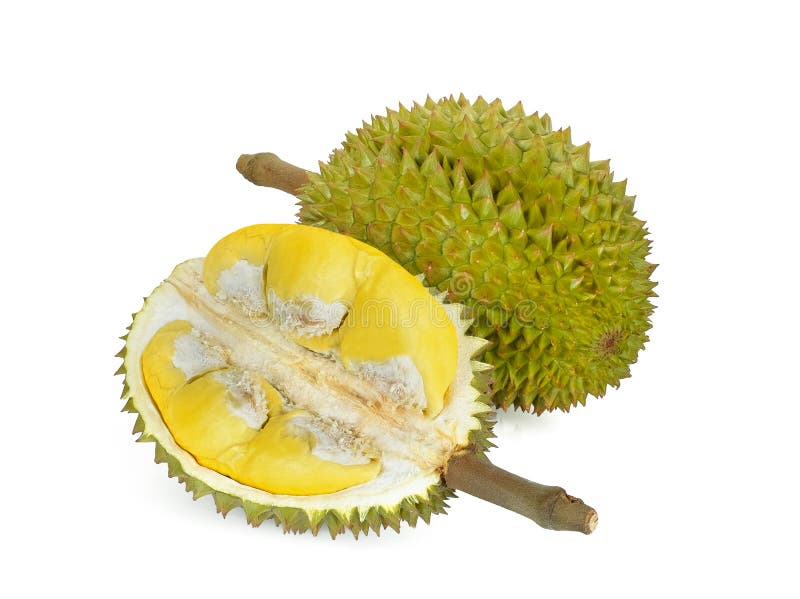 Durian isolated on white background, king of fruits stock image