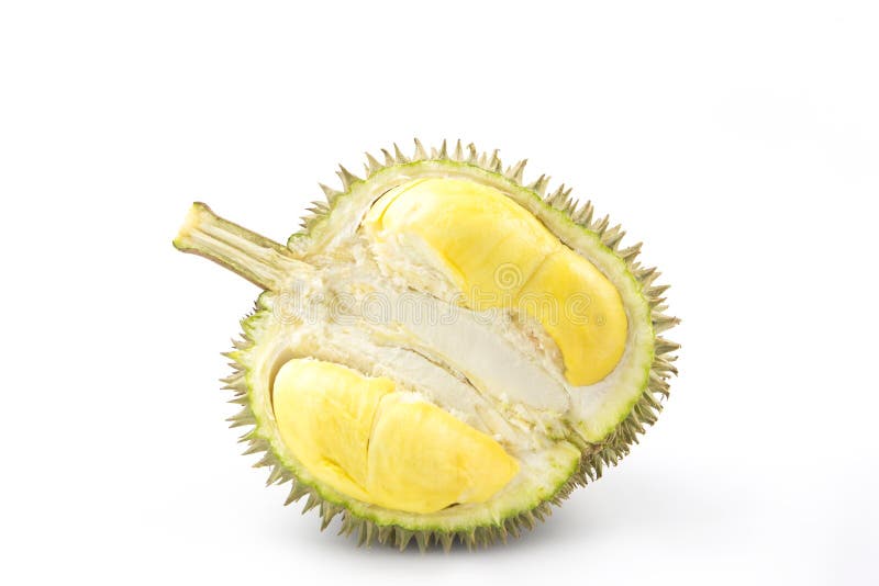 Durian isolated on white background stock photography