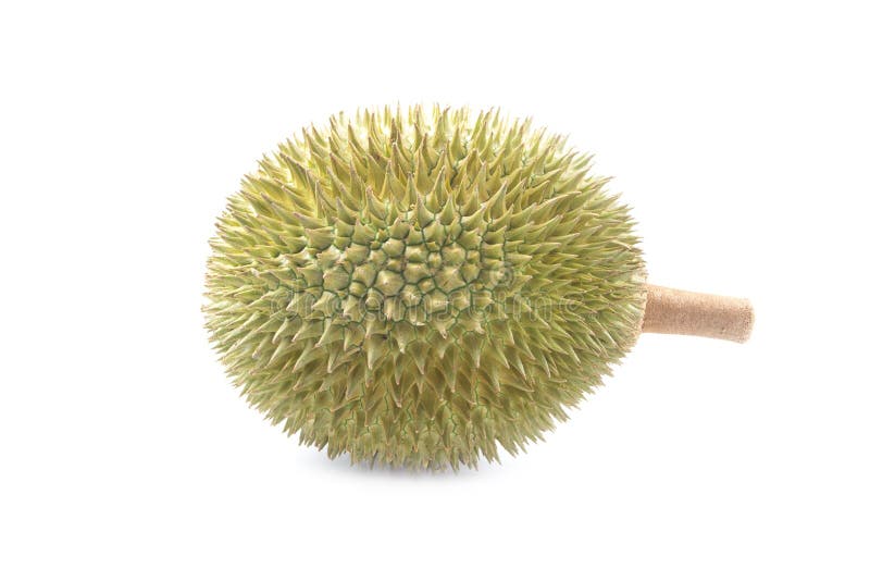 Durian isolated on white background royalty free stock images