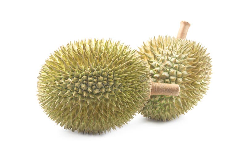 Durian isolated on white background royalty free stock images