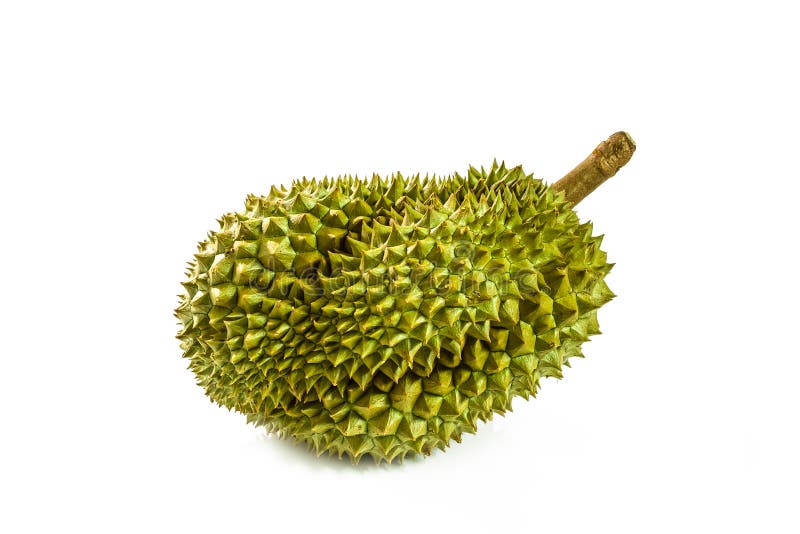 Durian isolated on white background stock photography