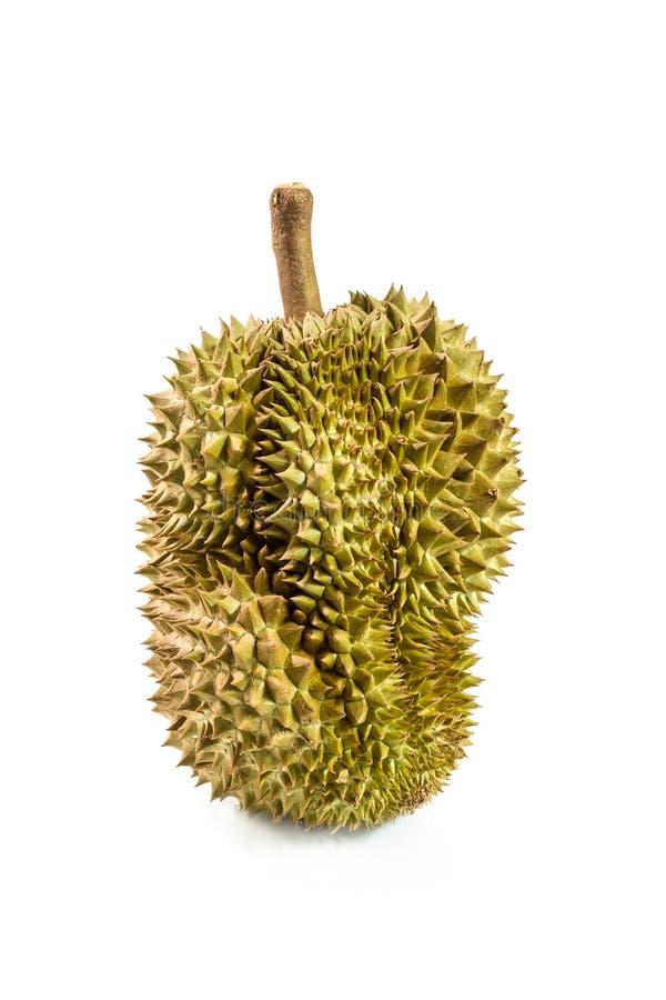 Durian isolated on white background royalty free stock photos
