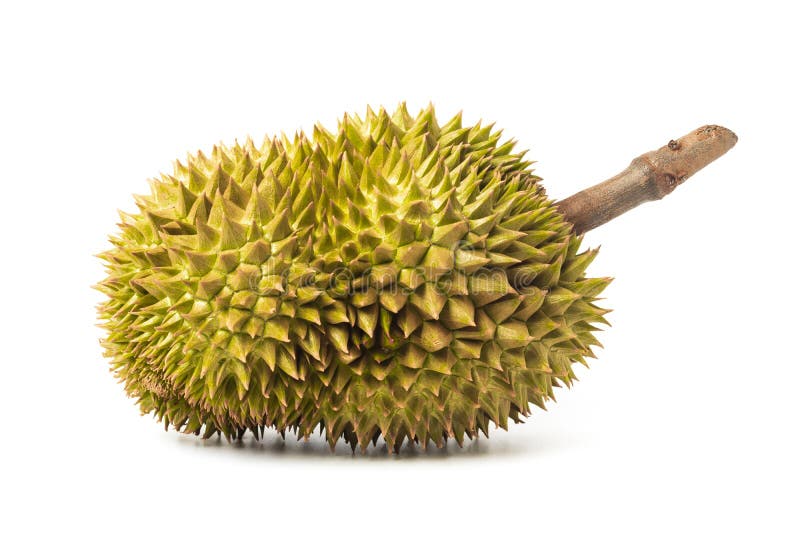 Durian isolated on white background. King of fruits in Thailand stock image