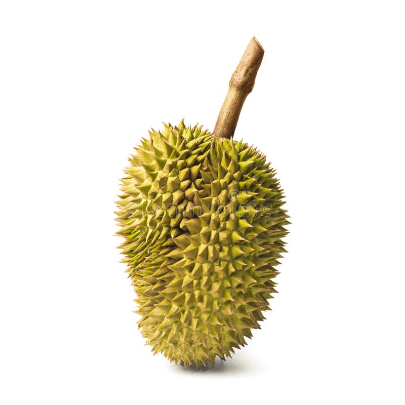 Durian isolated on white background. King of fruits in Thailand stock photos