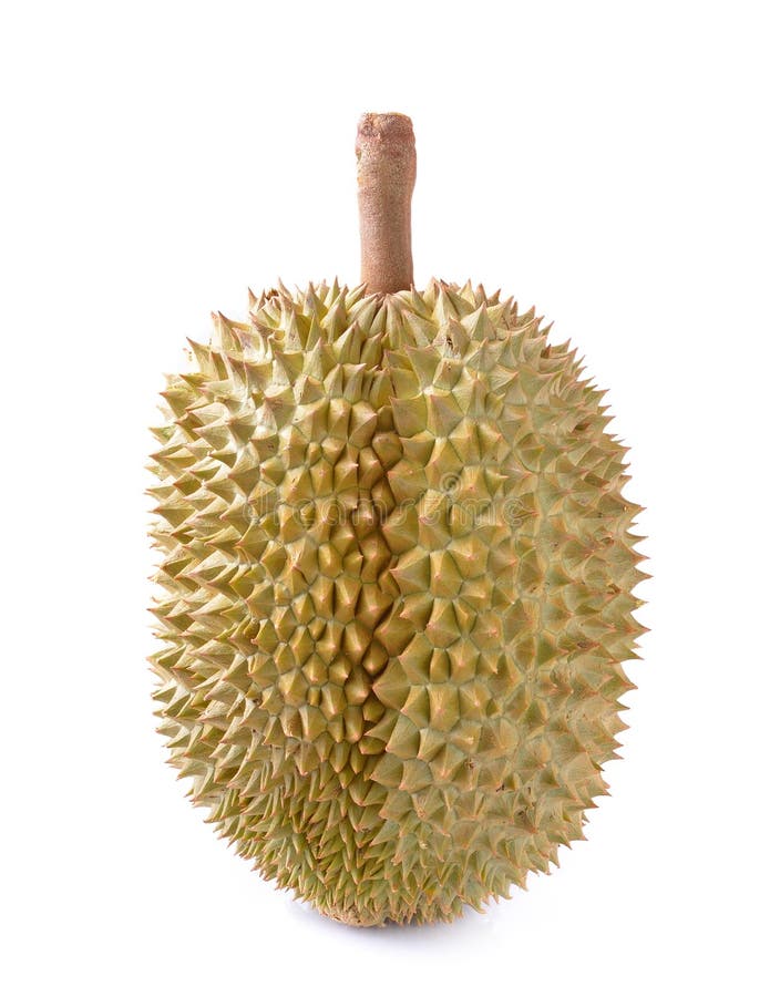Durian isolated on white background stock image