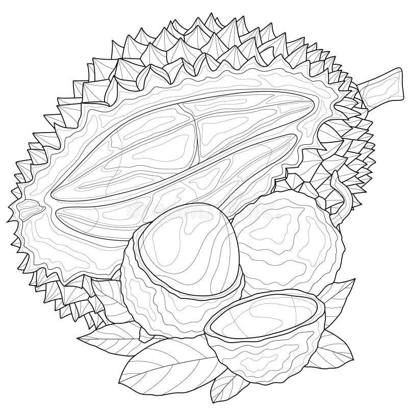 Coloring with lychee fruit stock vector. Illustration of outline - 168236770