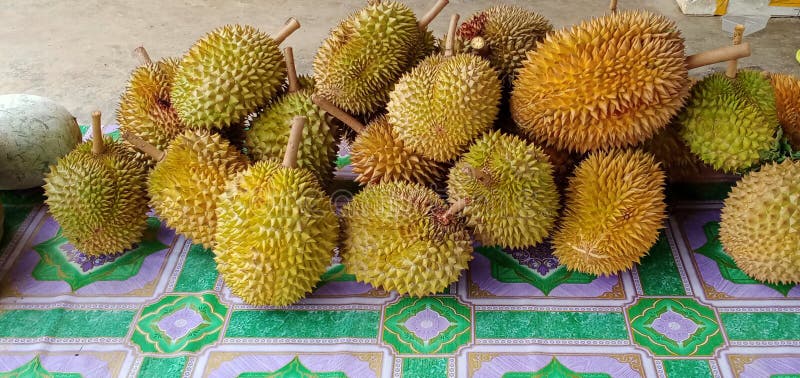 Saintifik durian nama Durian Belanda