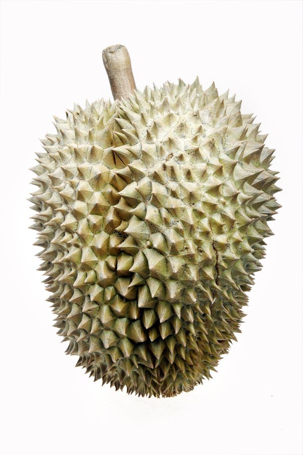 durian owoc fotografia stock durian owoc fotografia stock
