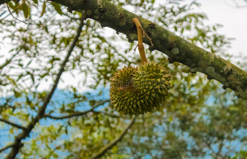 Durian owoc na drzewie w ogródzie, durian owoc gospodarstwo rolne w zwrotnikach