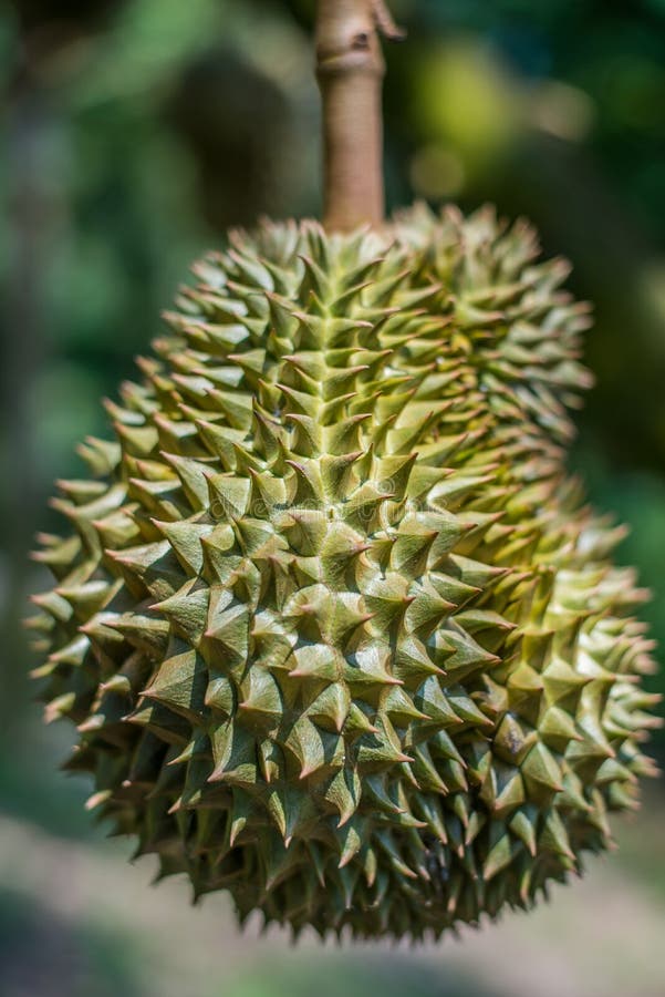 durian-tree-fresh-durian-fruit-tree-farm-thailand-durian-tree-fresh-durian-fruit-tree-153843684.jpg