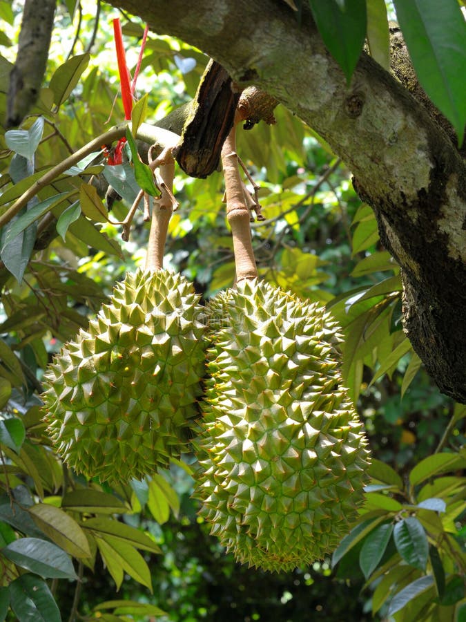 Durian trees