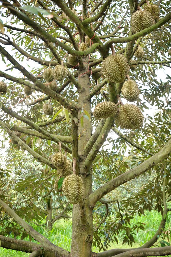 Durian trees stock image. Image of durian, branch, green 43526047