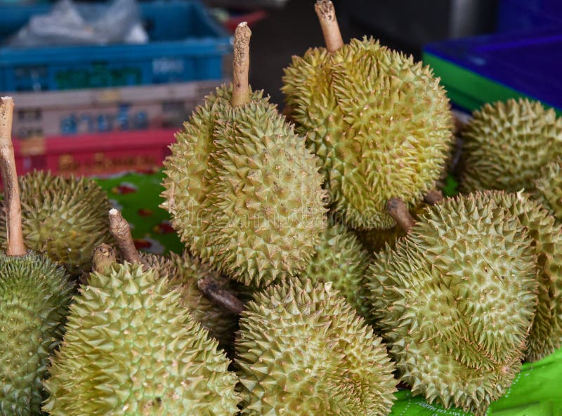 Durian venduto immagine stock libera da diritti Durian venduto immagine stock libera da diritti
