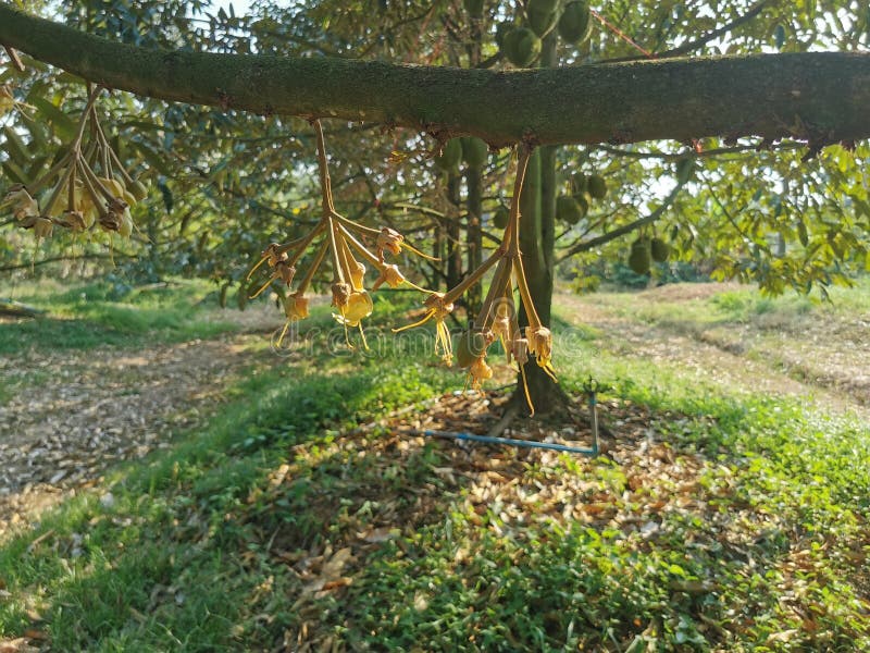 Durian Young Fruit Set in Production Orchard Stock Photo Image of