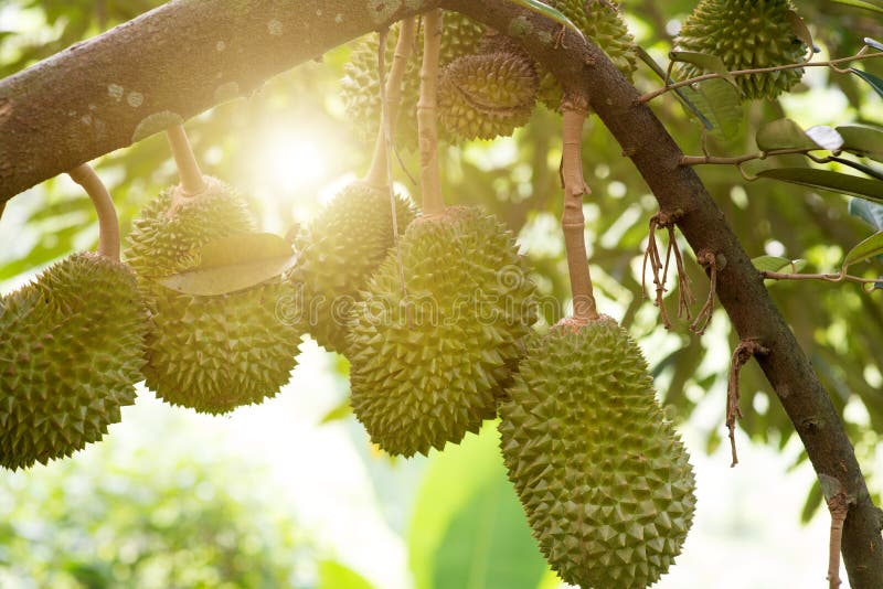 Fresh musang king durian on tree in orchard, tropical fruit. Fresh musang king durian on tree in orchard, tropical fruit.