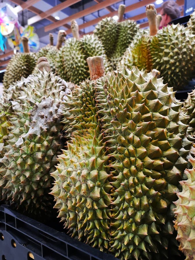 Durianfrukt av Thailand f?rs?ljning i supermarket royaltyfria bilder Durianfrukt av Thailand f?rs?ljning i supermarket royaltyfria bilder