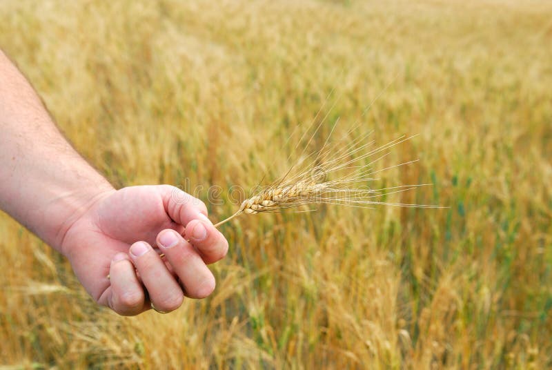 Durum Wheat