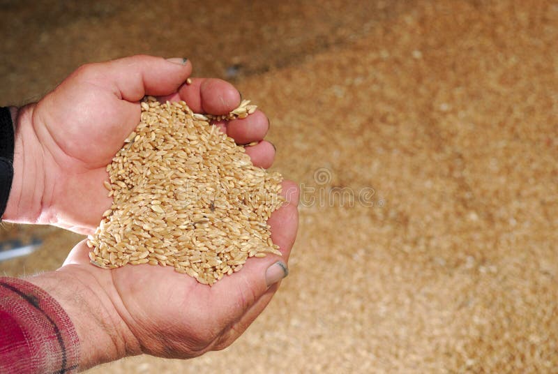 Durum Wheat in Farmers Hands