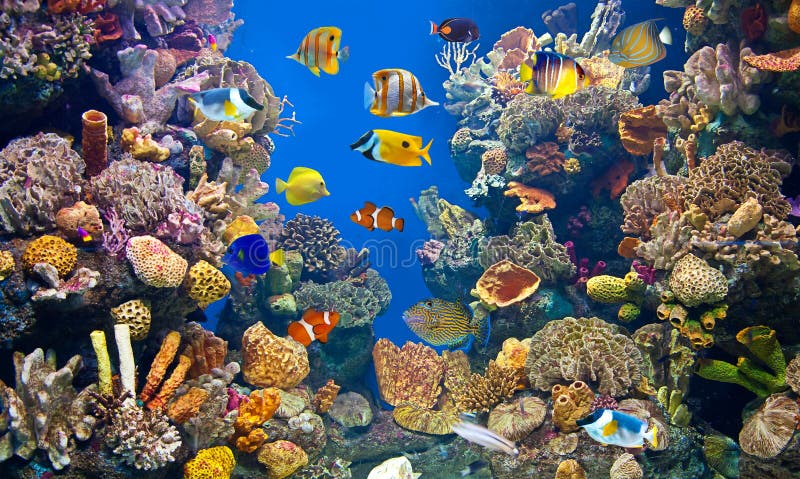 Colorful aquarium, showing different colorful fishes swimming. Large size image with multiple and different color fishes inside. Colorful aquarium, showing different colorful fishes swimming. Large size image with multiple and different color fishes inside