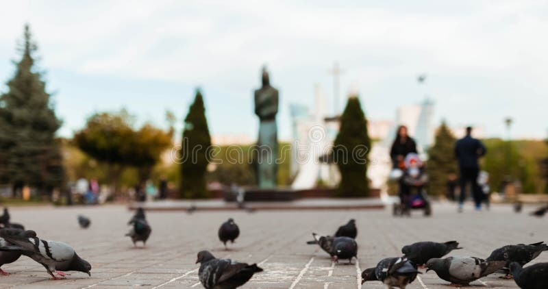 Durée d'un groupe de pigeons adorables picotant au milieu d'un parc verdoyant rénové banque de vidéos