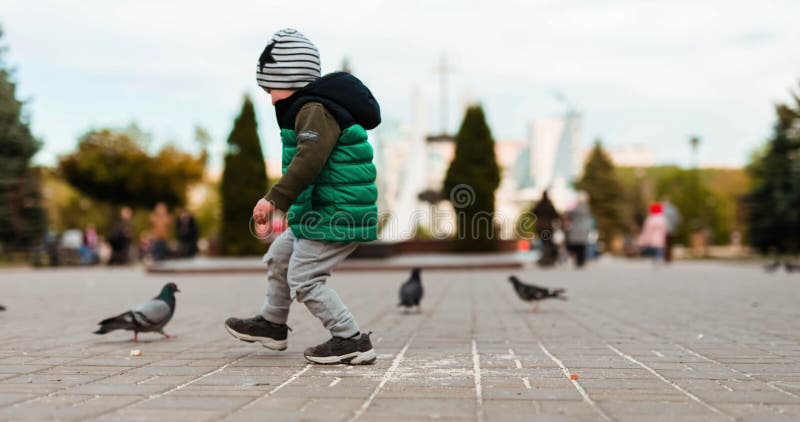 Durée d'un groupe de pigeons mignons picotant au milieu d'un parc verdoyant rénové banque de vidéos