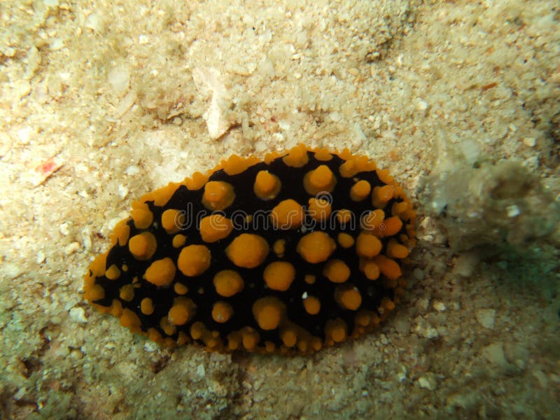 Durée marine sous-marine image stock Durée marine sous-marine image stock