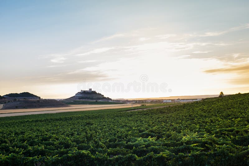 Dusk falling over the vineyards at the Ribera del Duero in Valladolid