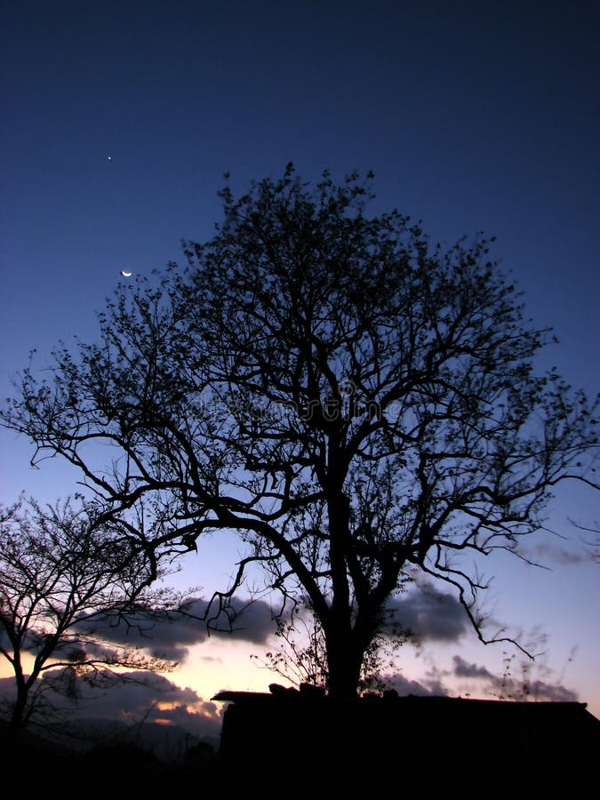Dusk Tree stock photos Dusk Tree stock photos