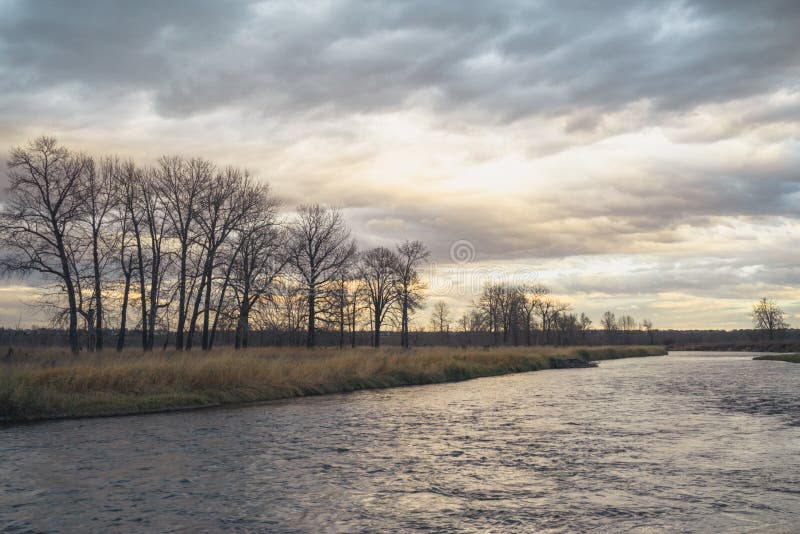 Landscape at dusk of a tree grove along the Bow River, Alberta Canada. Overcast grove stock images, royalty-free photos and pictures