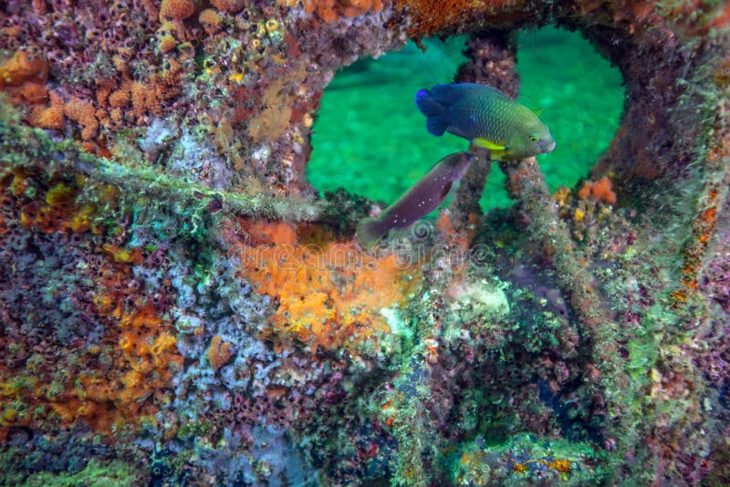 Dusky Damselfish - Red Reef Artificial Reef stock images Dusky Damselfish - Red Reef Artificial Reef stock images