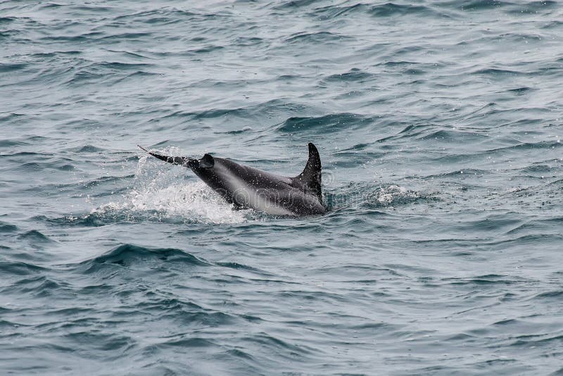 Dusky dolphin swimming off the coast of Kaikoura, New Zealand stock photography Dusky dolphin swimming off the coast of Kaikoura, New Zealand stock photography
