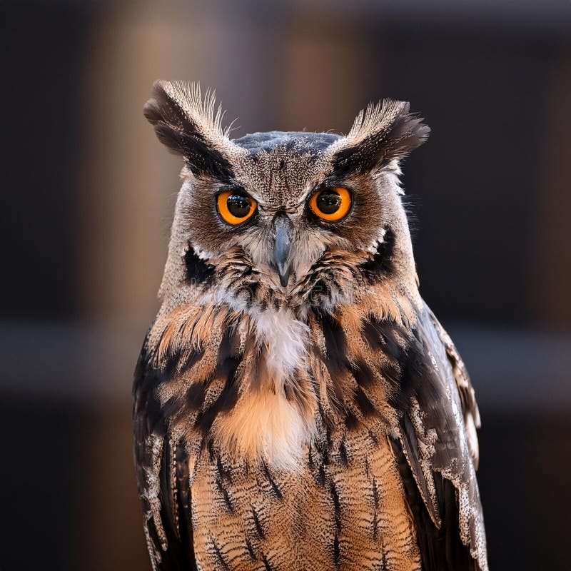 bubo-coromandus-stock-illustrations-3-bubo-coromandus-stock