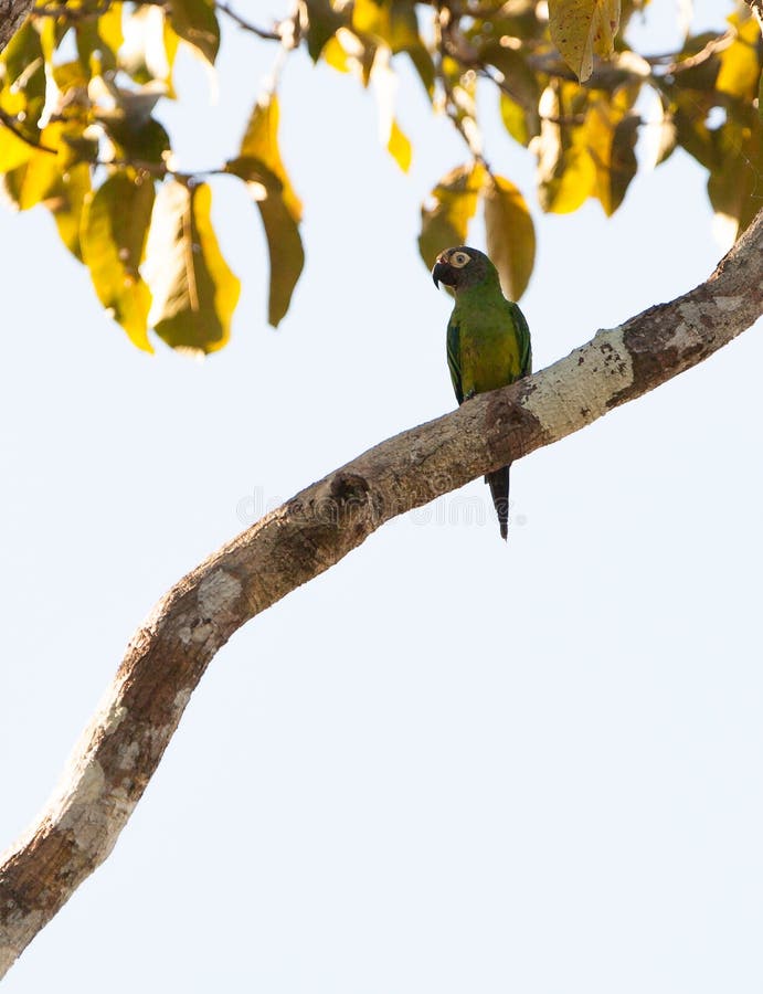 The Dusky-headed Parakeet (Aratinga weddellii), being a social species, might usually be observed in great flocks of up to hundred individuals. The Dusky-headed Parakeet (Aratinga weddellii), being a social species, might usually be observed in great flocks of up to hundred individuals.