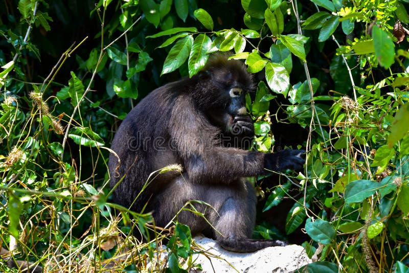 Dusky langur есть плод ремней ang морского парка в джунглях. стоковые изображения rf